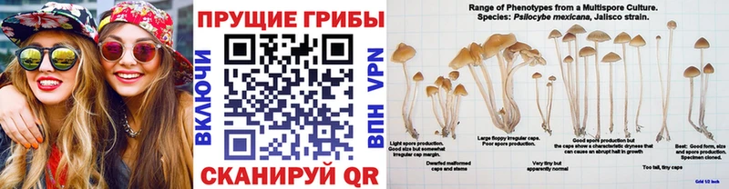 Галлюциногенные грибы прущие грибы  где можно купить   МЕГА ТОР  Тбилисская 